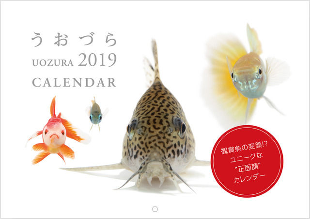 【新商品】熱帯魚の可愛い“正面顔”を集めた「カレンダー うおづら / UOZURA 2019」が発売開始
