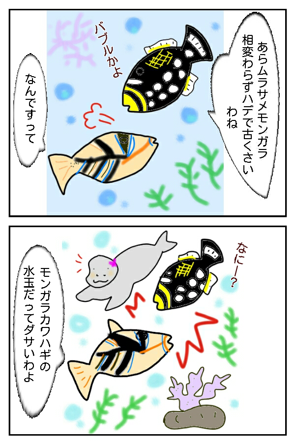 158.親戚の？ゴマモンガラ！