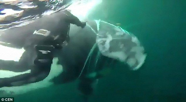 南米チリの海軍さん、漁網に絡まり傷だらけの『クジラ』を救助する ← かっこよすぎだろ・・・　