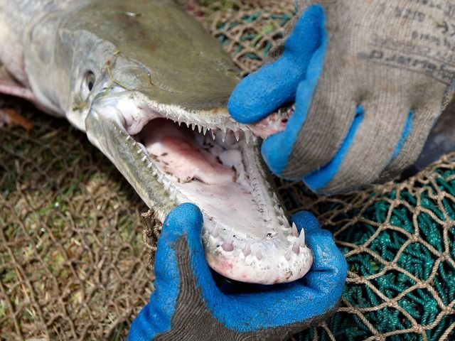 アメリカ人さん「五大湖のアジア鯉被害が深刻・・・せや！アリゲーターガー放流したろ！」