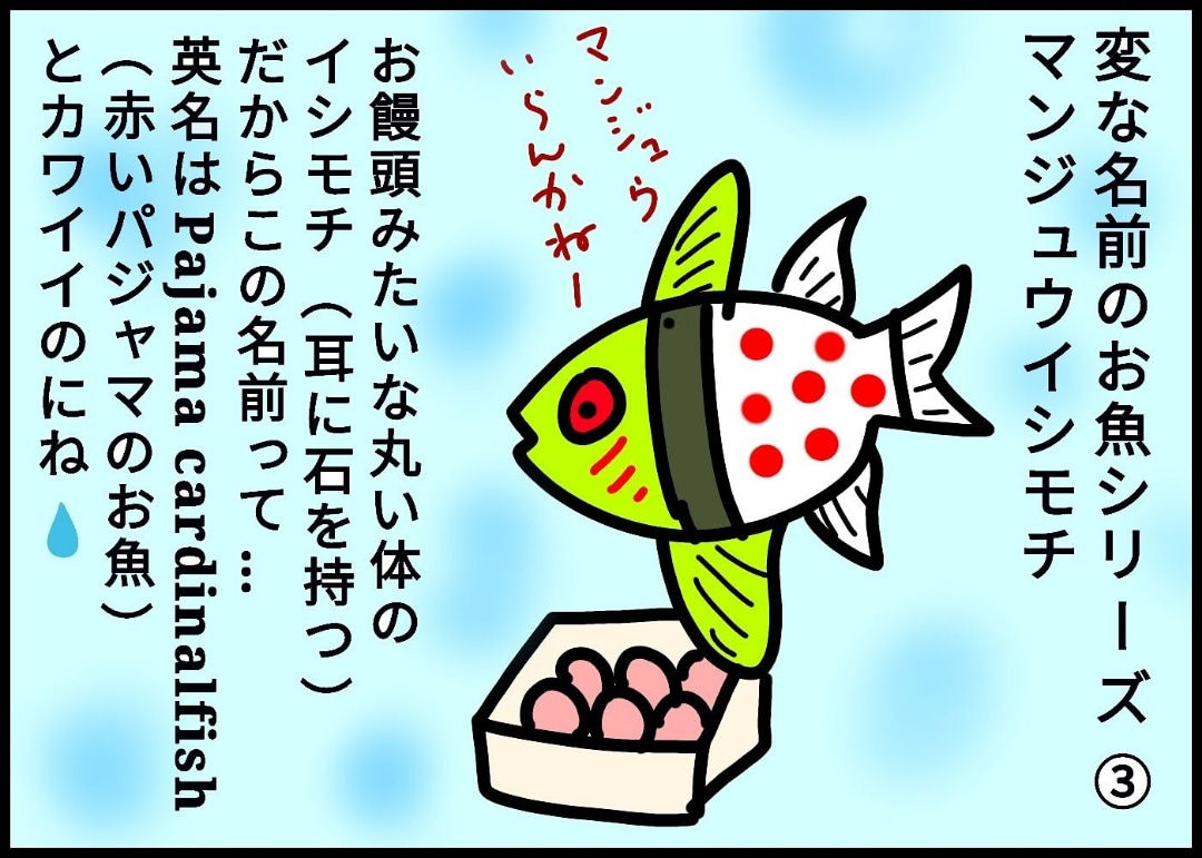 変な名前のお魚シリーズ③マンジュウイシモチ