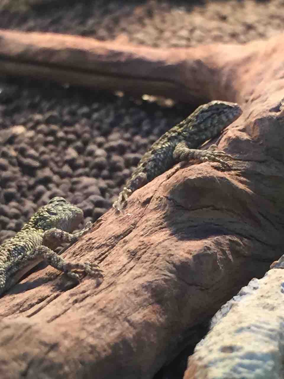 マラカイトハリトカゲ生まれました オリンピック所沢西店内のアクア小動物コーナー アクアペットジョイです マラカイトハリトカゲ生まれました オリンピック所沢西店内のアクア小動物コーナー アクアペットジョイです