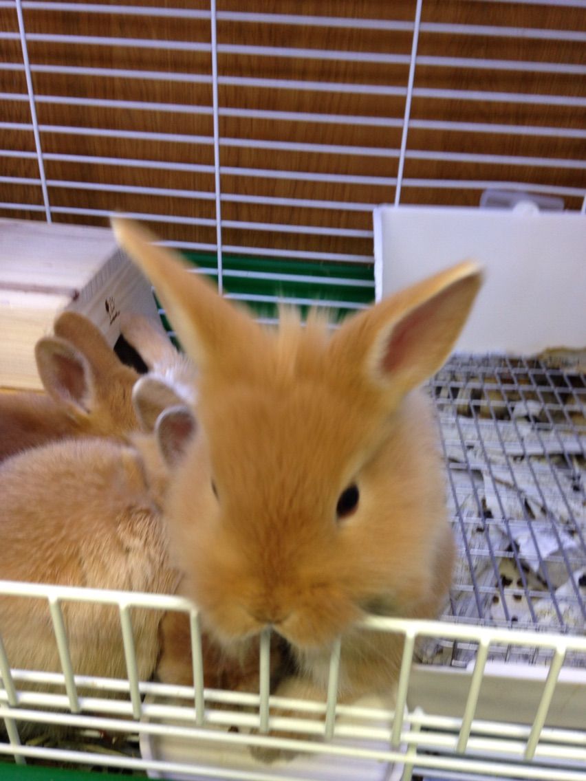 ウサギさん販売してます オリンピック所沢西店内のアクア小動物コーナー アクアペットジョイです ウサギさん販売してます オリンピック所沢西店内のアクア小動物コーナー アクアペットジョイです