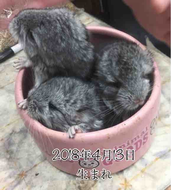 チンチラベビー予約受付について 島忠ホームズ幕張店内のアクア小動物コーナー セルバス 幕張店