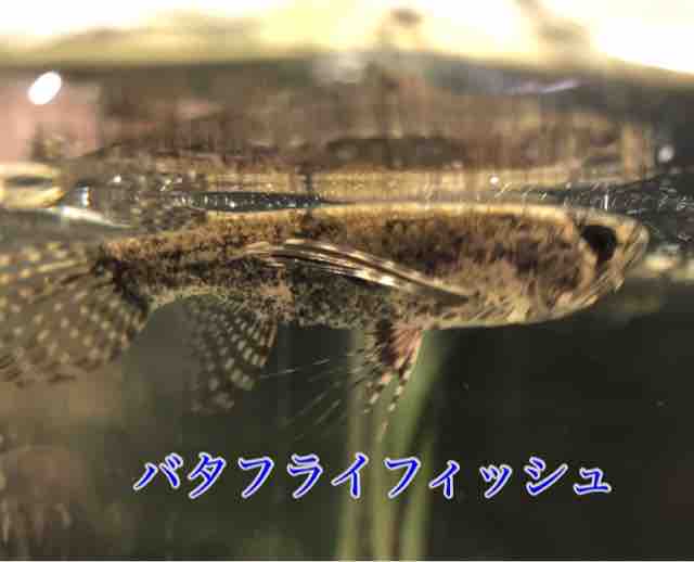 ニョロニョロ アミメウナギ入荷しました 島忠ホームズ幕張店内のアクア小動物コーナー セルバス 幕張店