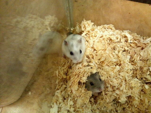 島忠ホームズ幕張店内のアクア小動物コーナー セルバス 幕張店 :小動物