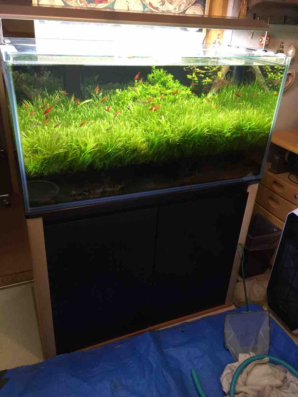 水槽撤去にいってきました 島忠ホーム中野本店内 アクア小動物コーナー セルバス中野 水槽撤去にいってきました 島忠ホーム中野本店内 アクア小動物コーナー セルバス中野