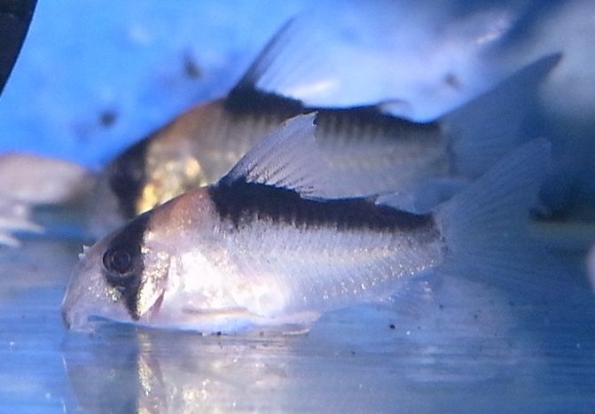 久々 熱帯魚 海水魚入荷情報 水槽レンタル メンテナンス 設置 施工 アクアペットジョイ 久々 熱帯魚 海水魚入荷情報 水槽レンタル メンテナンス 設置 施工 アクアペットジョイ