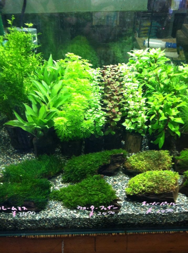 最新 入荷 情報 鉢植え水草入荷しました 水槽レンタル メンテナンス 設置 施工 アクアペットジョイ 最新 入荷 情報 鉢植え水草入荷しました 水槽レンタル メンテナンス 設置 施工 アクアペットジョイ