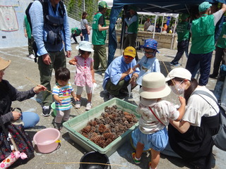 ネイチャーまつぼっくり釣り