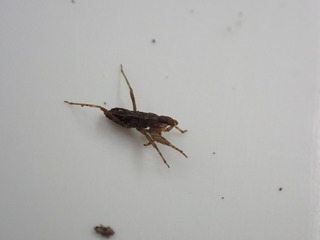 P1230134