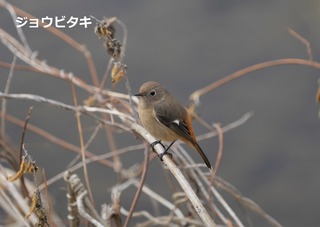 ジョウビタキ0126