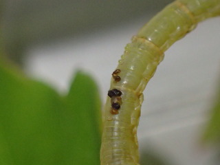 P4290073