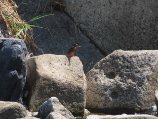 カワセミ