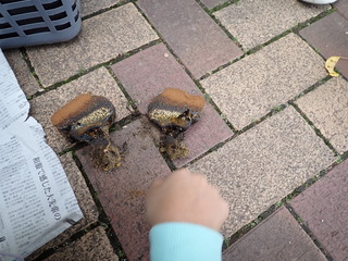 20231021コツブタケ