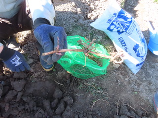 20240117ナガエツルノゲイトウバスターズ2