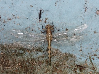 s-P4260123