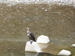 カワウJ