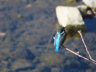 カワセミ