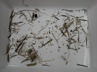 カヤネズミの巣_220123 (2)
