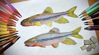 色鉛筆で描いた魚