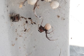 セアカゴケグモ_郡家本町二中前_220728