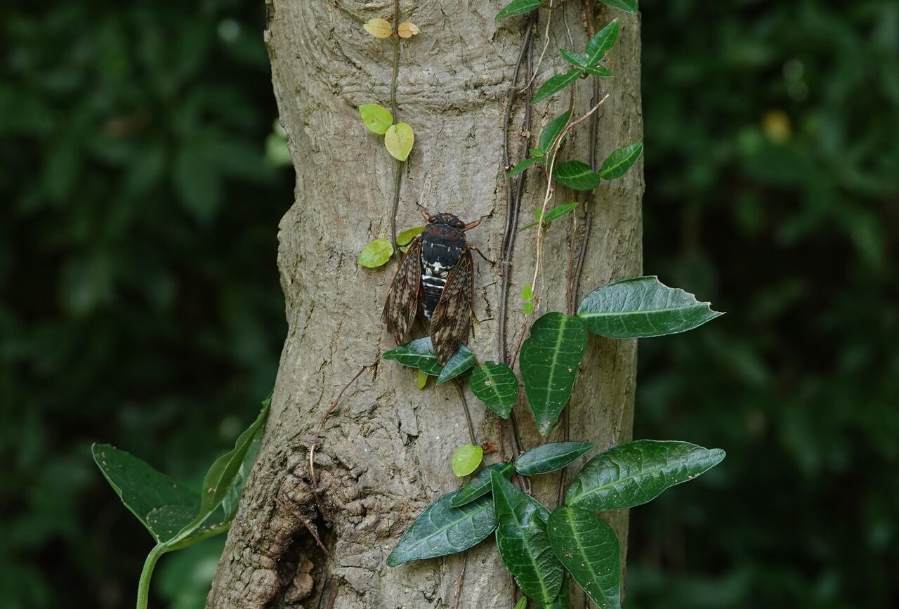 自然観察会 夏の昆虫 セミ探し 7 31 あくあぴあブログ