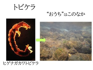 トビケラのおうち
