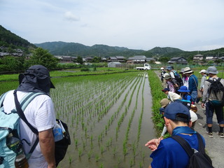 DSC07536