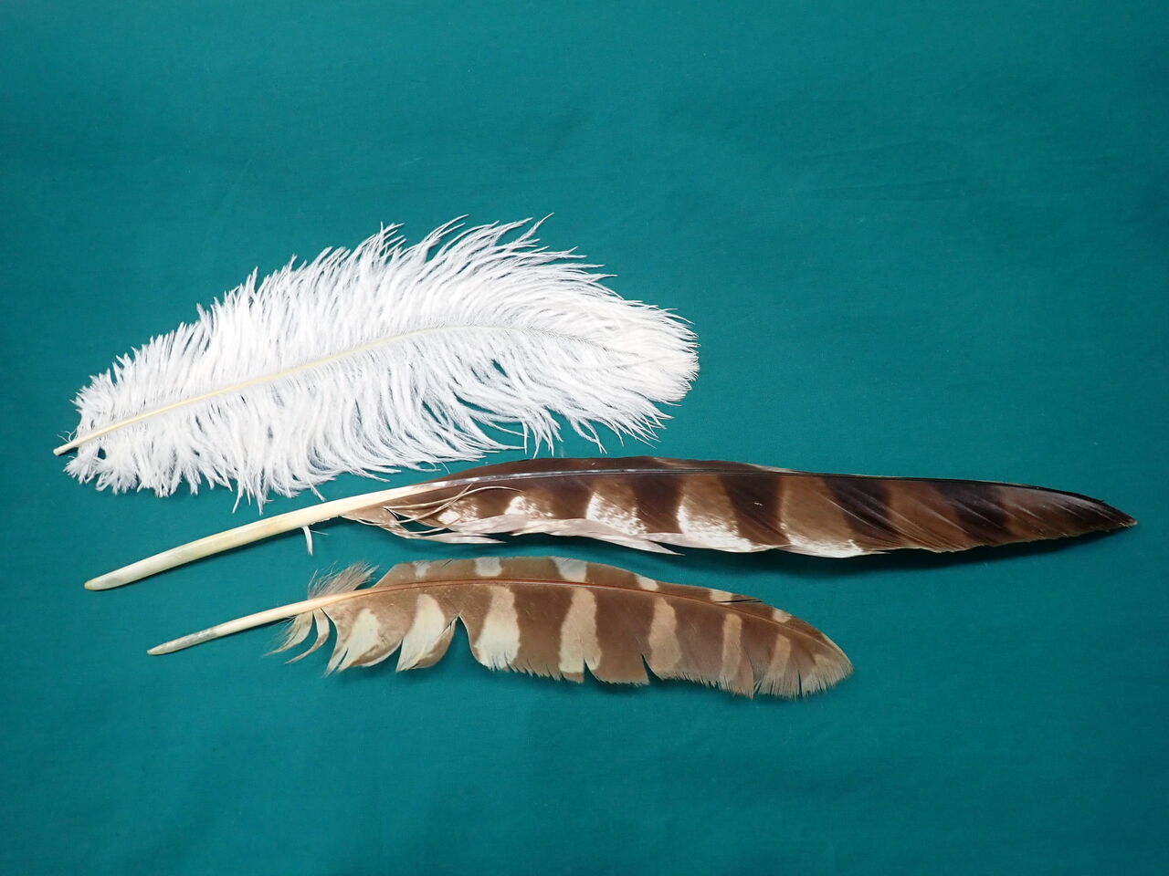 野鳥 鳥の羽根 アオショウビンの羽根 アオショウビンの羽（S