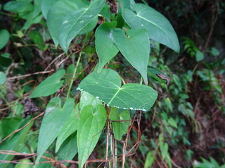 DSC07618