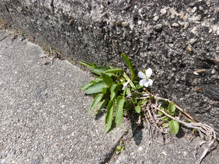 アリアケスミレ