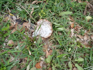 20231021コフキサルノコシカケ