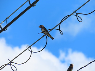 ツバメ幼