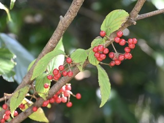 DSC_8732
