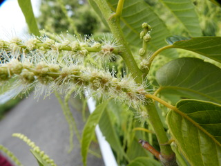 クリ雄花