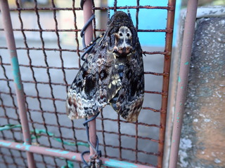 クロメンガタスズメ