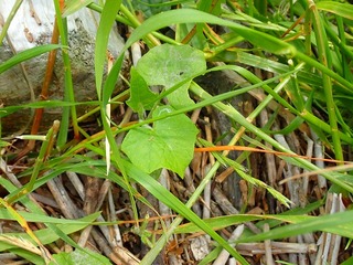 s-P6010016