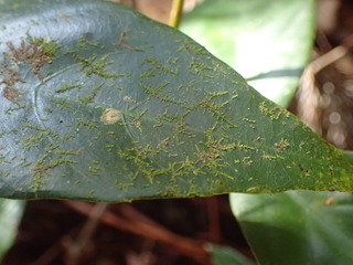 P3080065