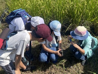 カメを捕まえた