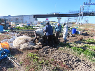 20240117ナガエツルノゲイトウバスターズ1