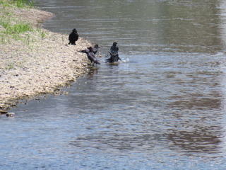 カラスの行水