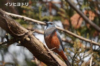 イソヒヨドリ