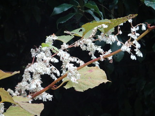 DSC07564