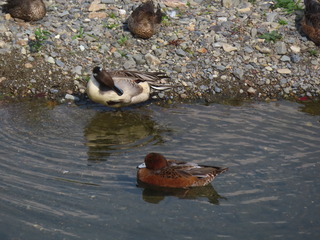 ヒドリ雄エクリプス3