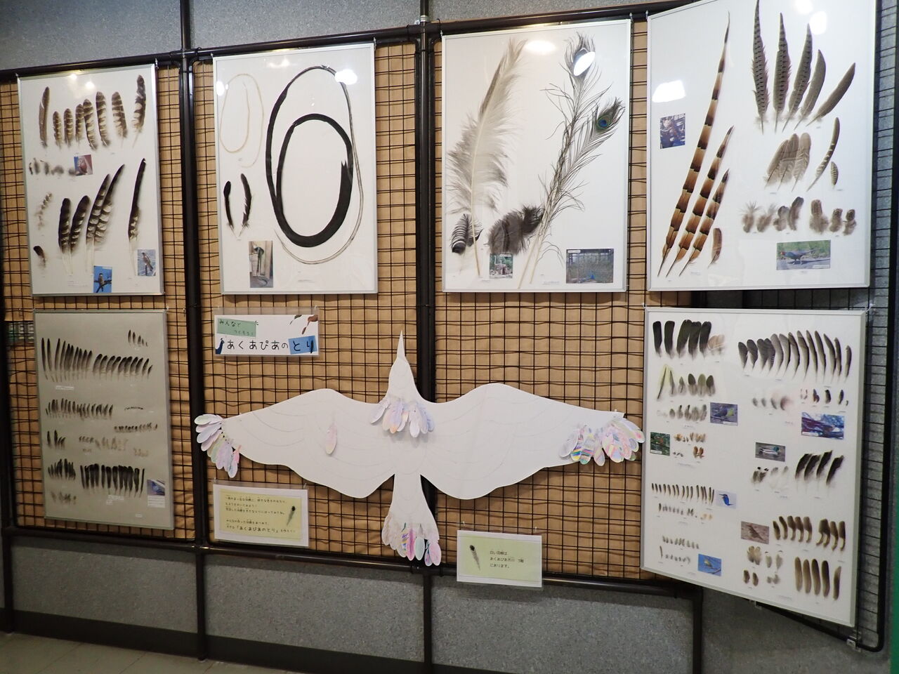 企画展「鳥の羽根のふしぎ」 : あくあぴあブログ