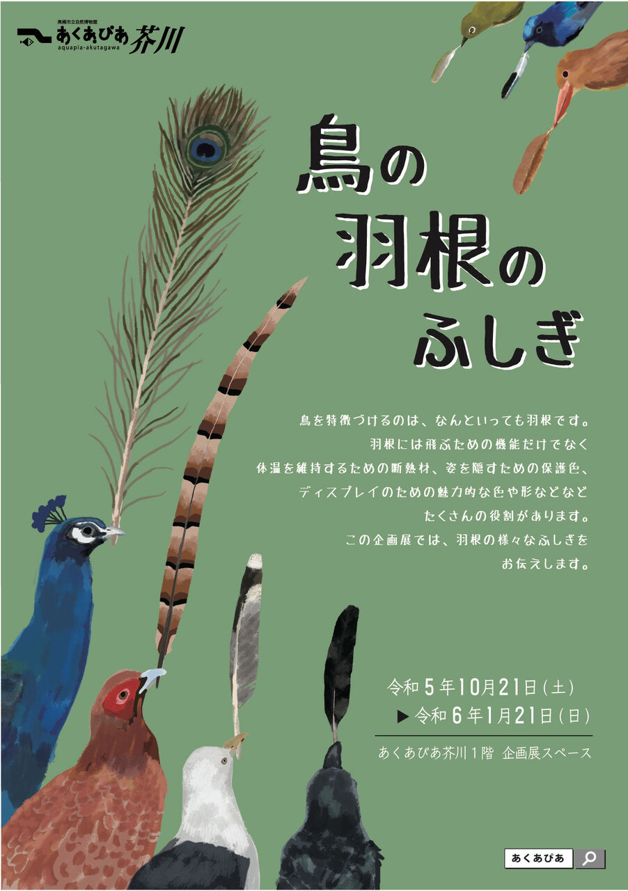 企画展「鳥の羽根のふしぎ」 : あくあぴあブログ