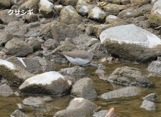 クサシギ