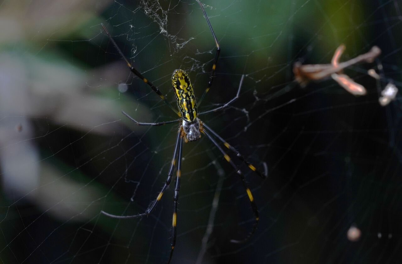 自然観察会 クモ 9 10報告 あくあぴあブログ