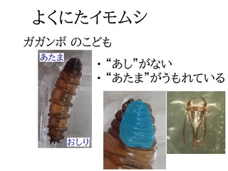 ガガンボ1